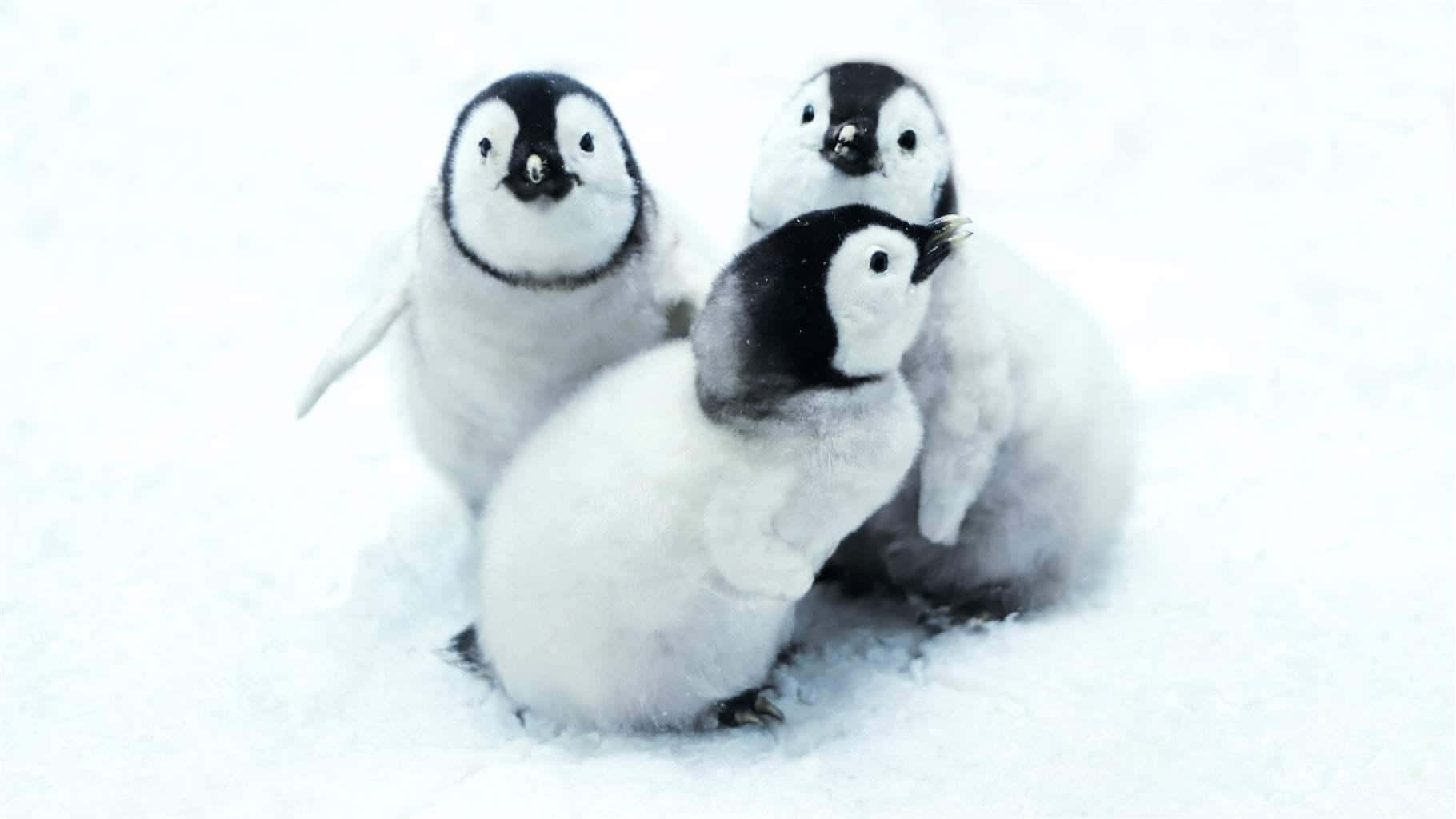 Three Penguins Standing In The Snow