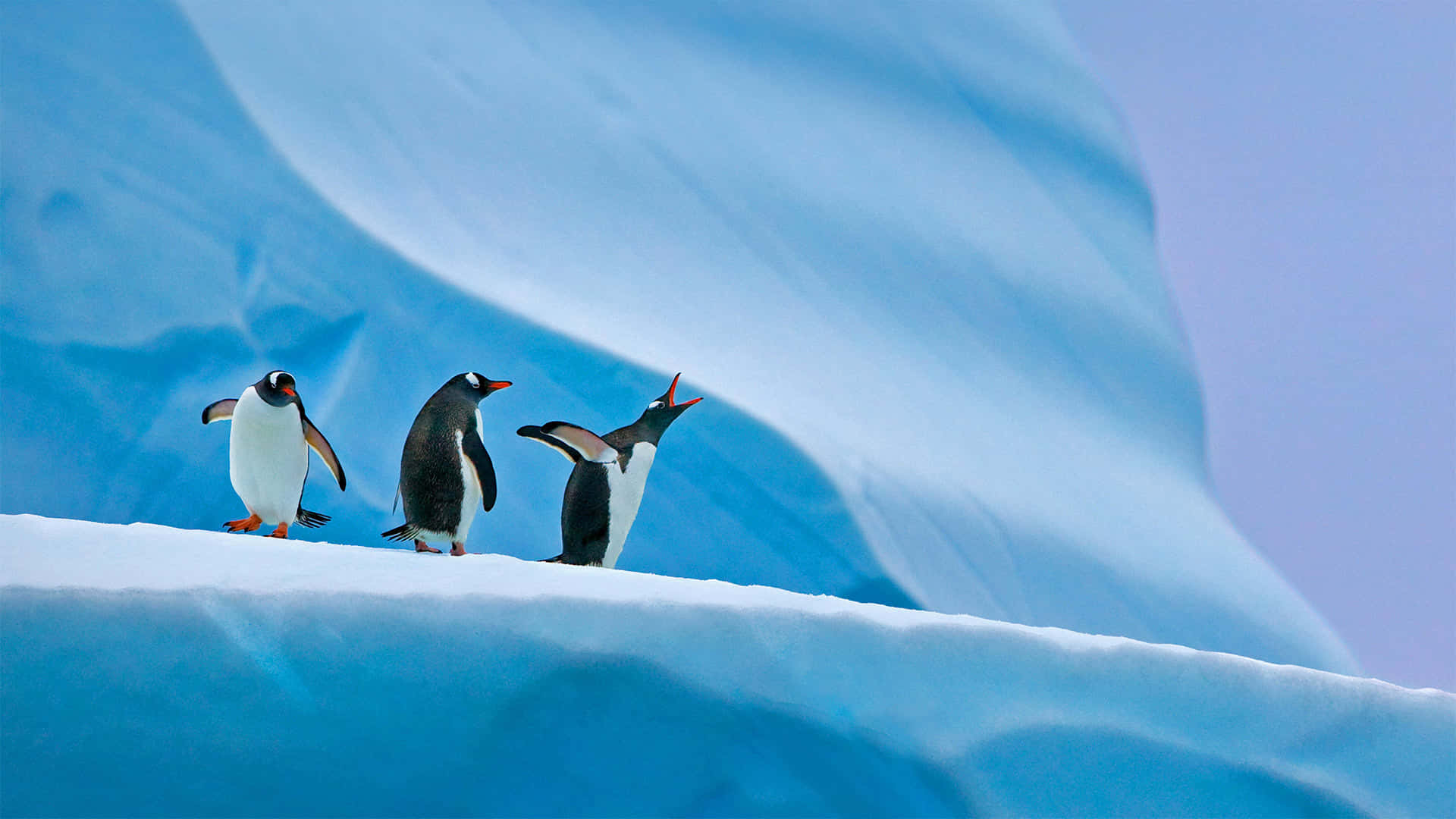 Three Penguins Standing On Top Of An Iceberg
