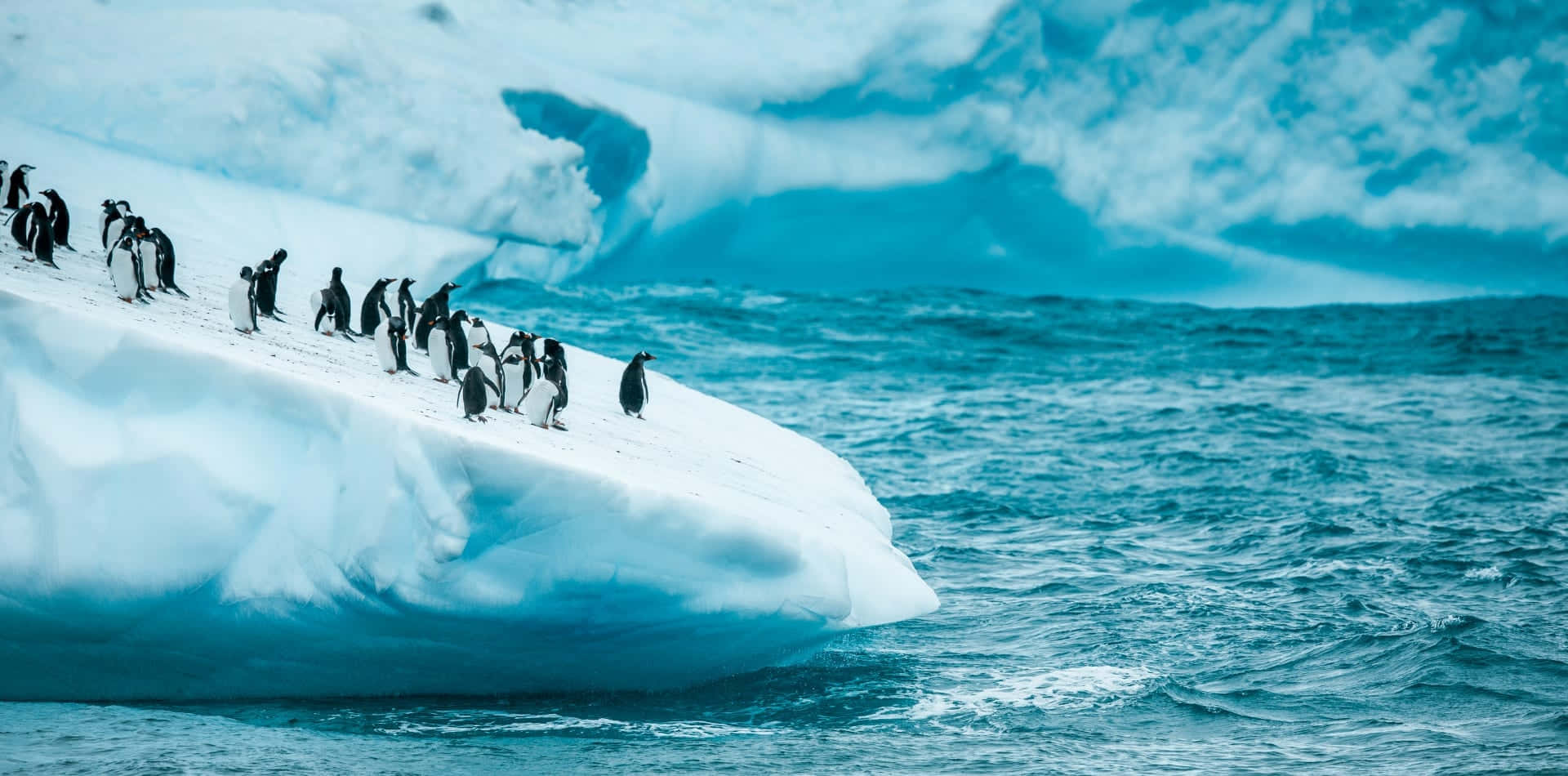 Pingvinerpå Et Isbjerg