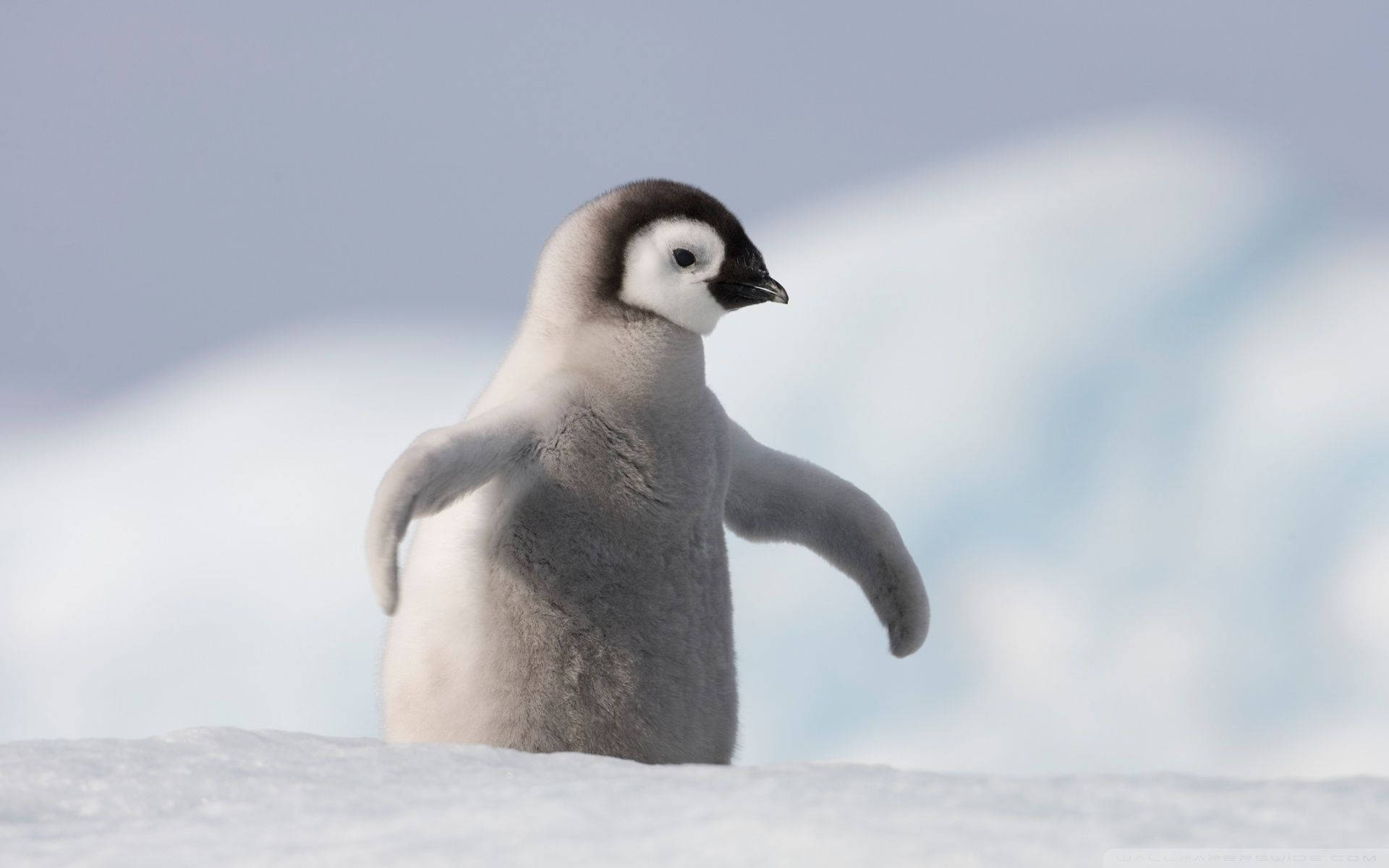 Antarctica Baby Penguin Wallpaper