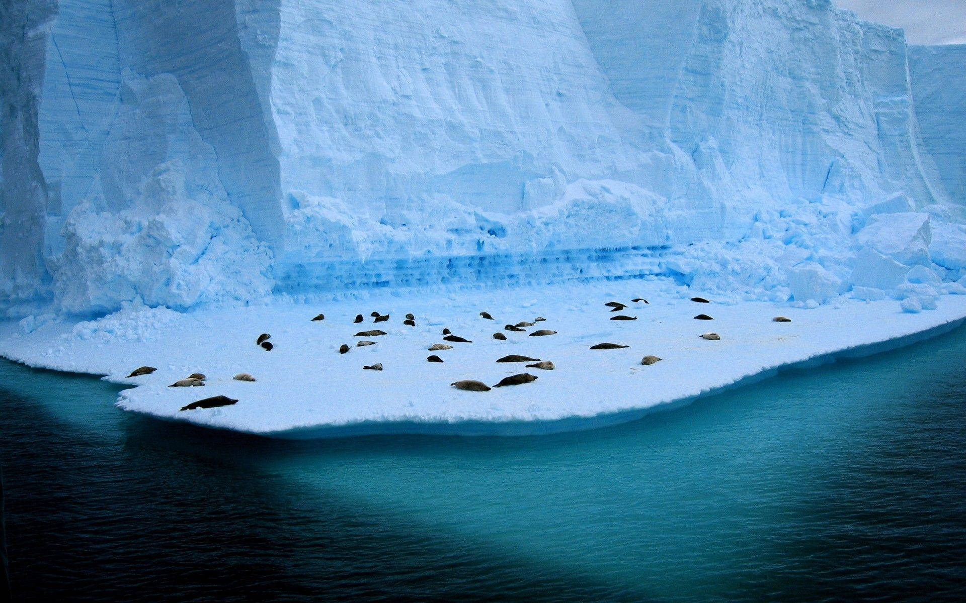 Antarctica Group Of Seals Wallpaper