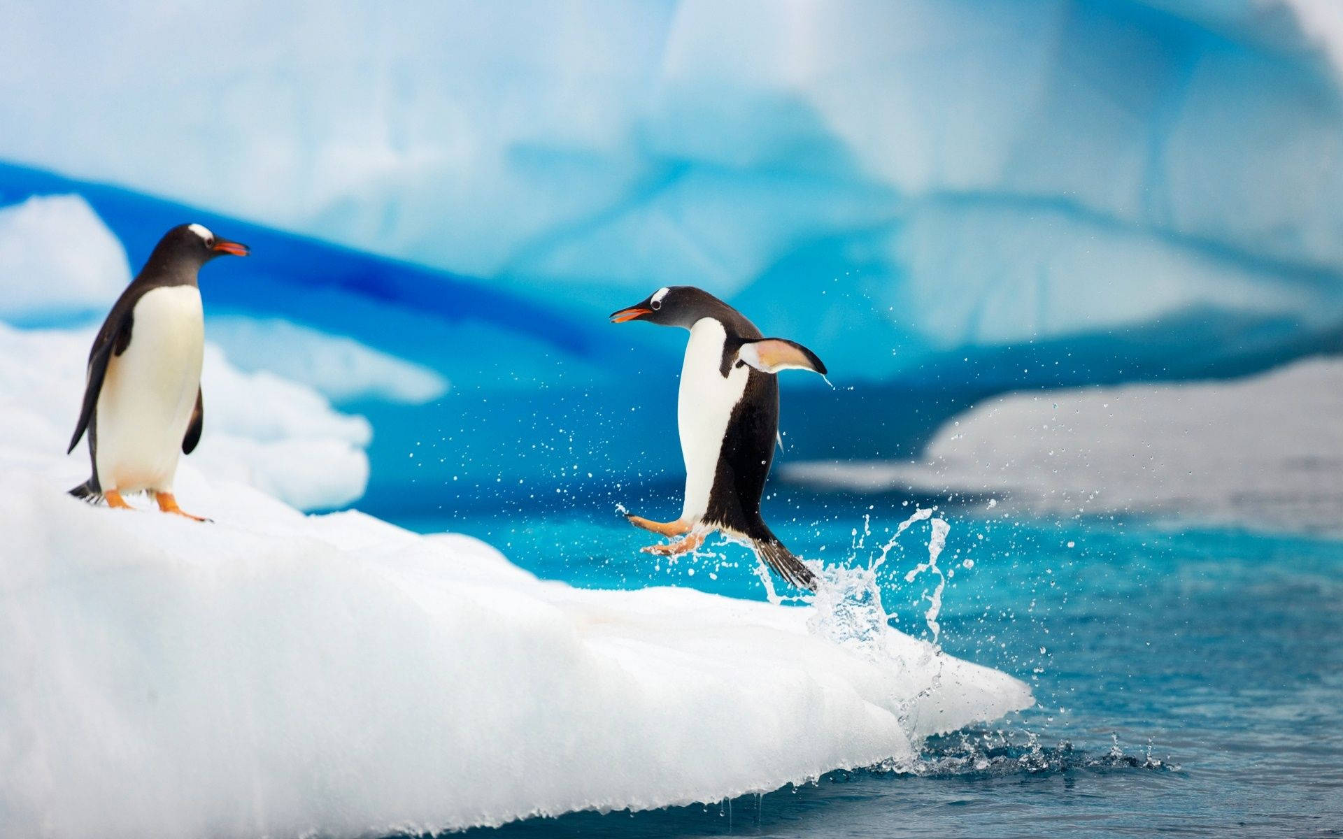 Antarctica Penguin Out Of Water Wallpaper