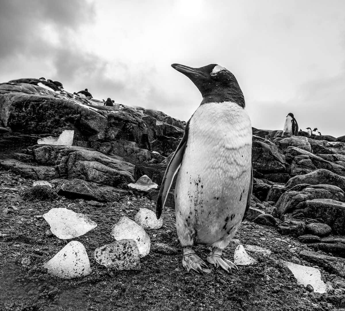 Vistaimpressionante Da Paisagem Acidentada Da Antártica