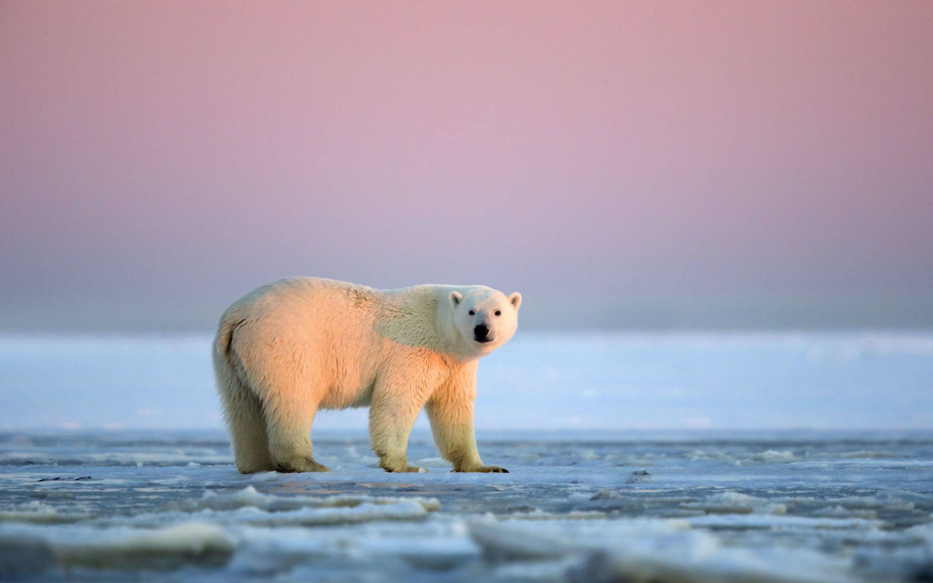 Antarctica Polar Bear Photograph Wallpaper