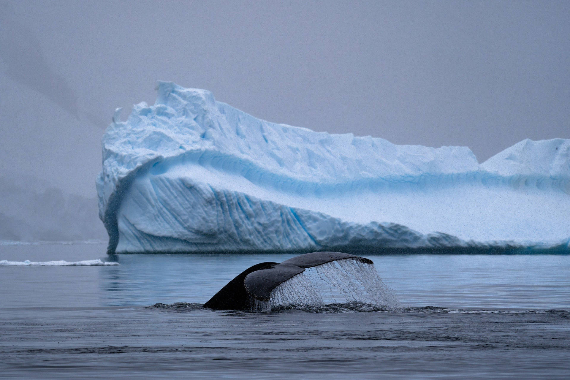 Antarctica Whale's Tail Breaching Water Wallpaper