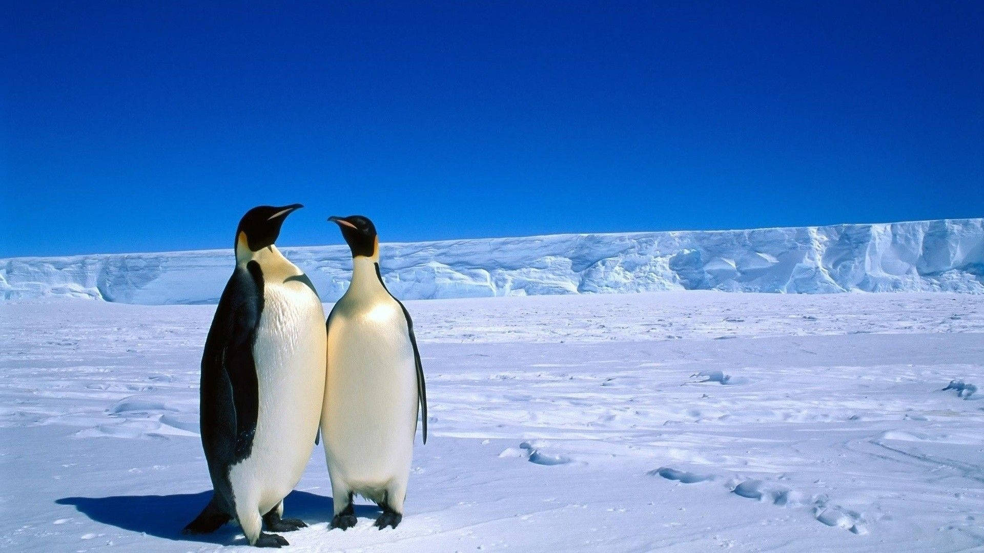 Antarktis Med To Kejserpingviner Wallpaper