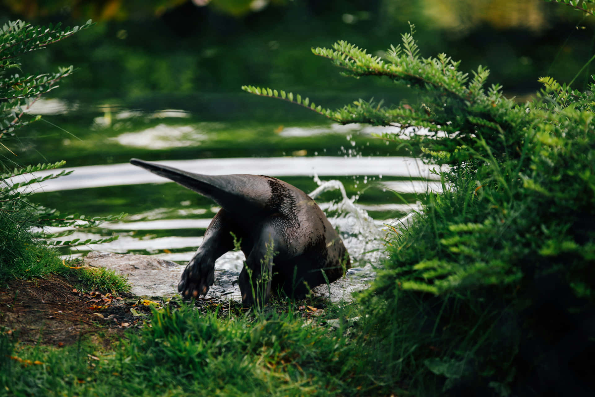 Anteater Drinking Water Nature Scene.jpg Wallpaper