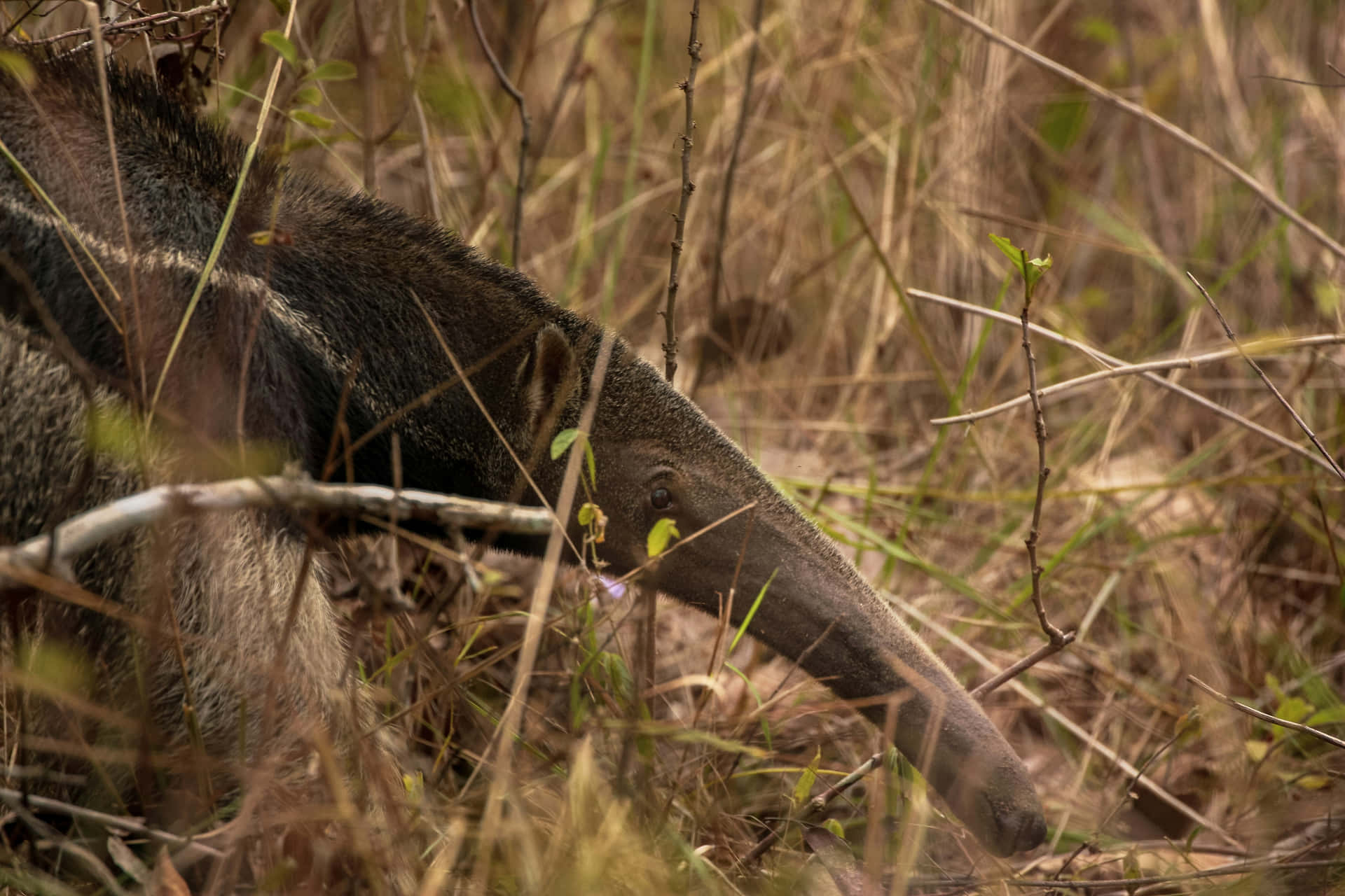 Fourmilier Dans Son Habitat Naturel Fond d'écran