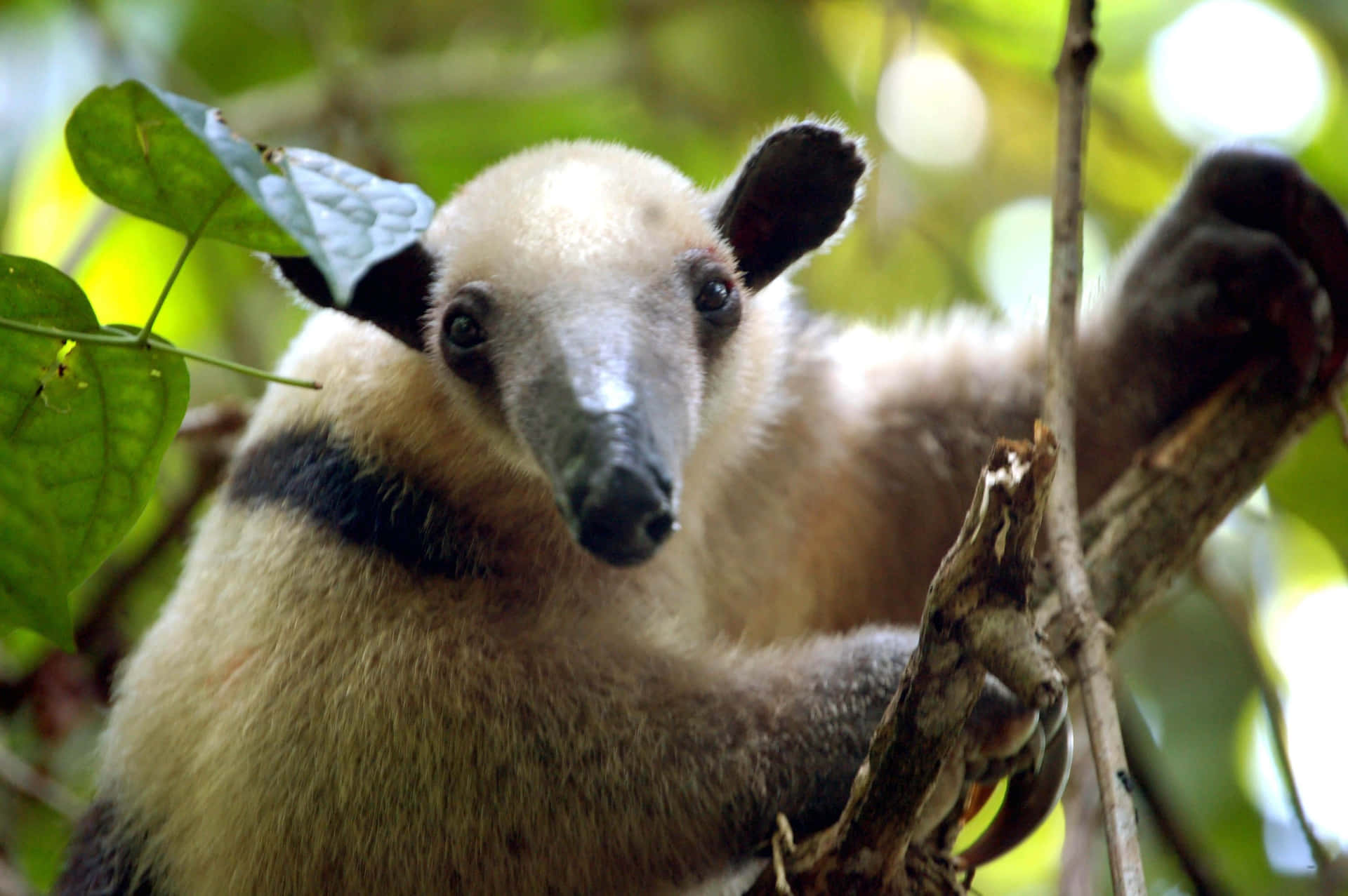 Fourmilier Dans Son Habitat Naturel.jpg Fond d'écran