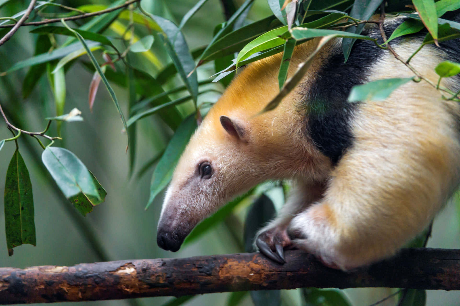 Fourmilier Dans Son Habitat Naturel.jpg Fond d'écran