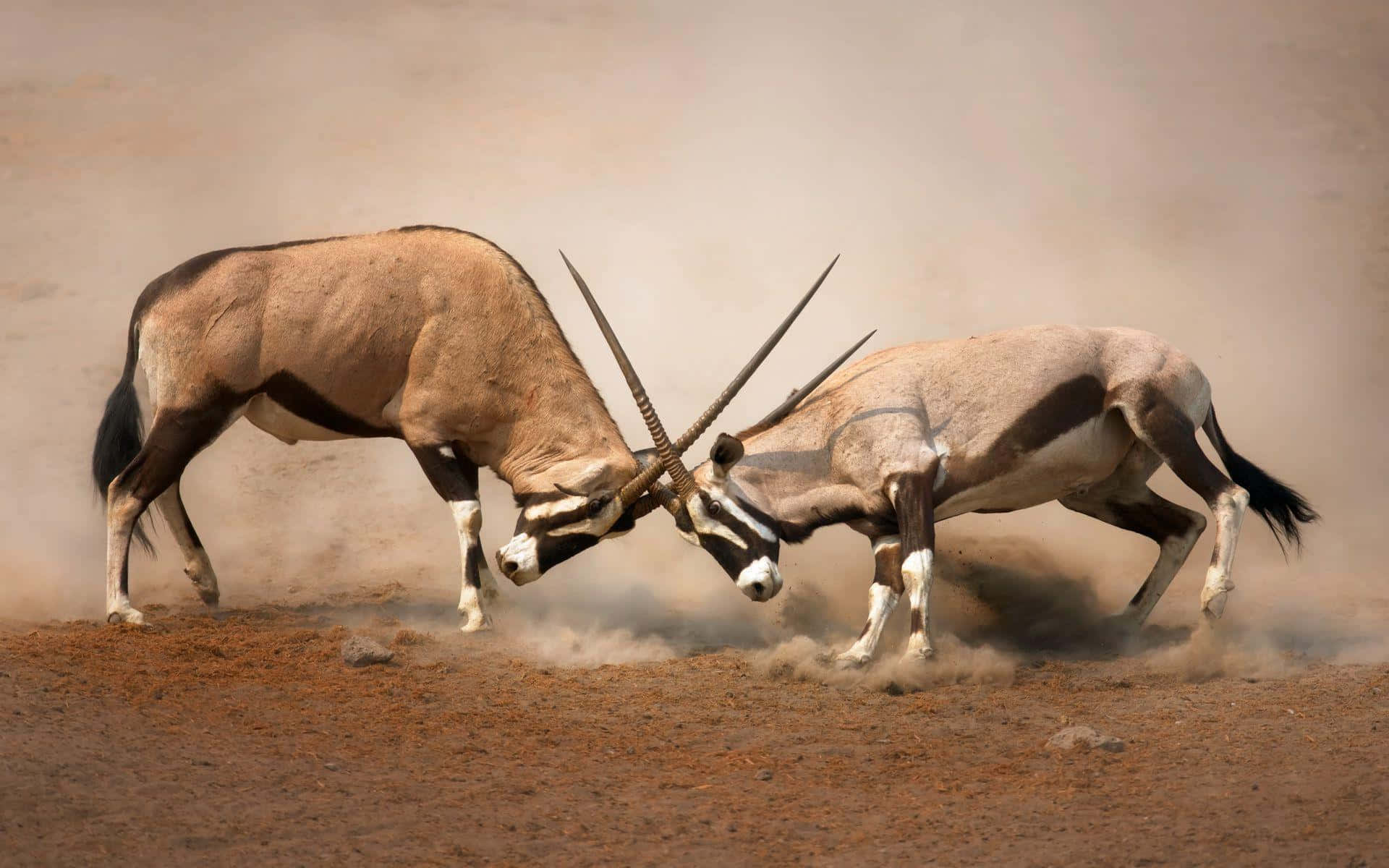 Antilope Confrontatie In Stof Achtergrond