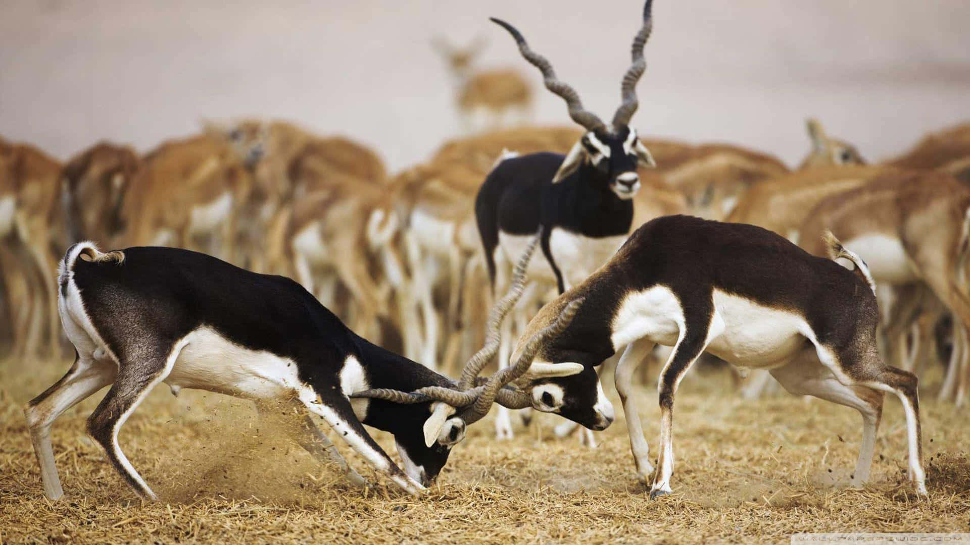 Antelope Dominance Clash.jpg Wallpaper