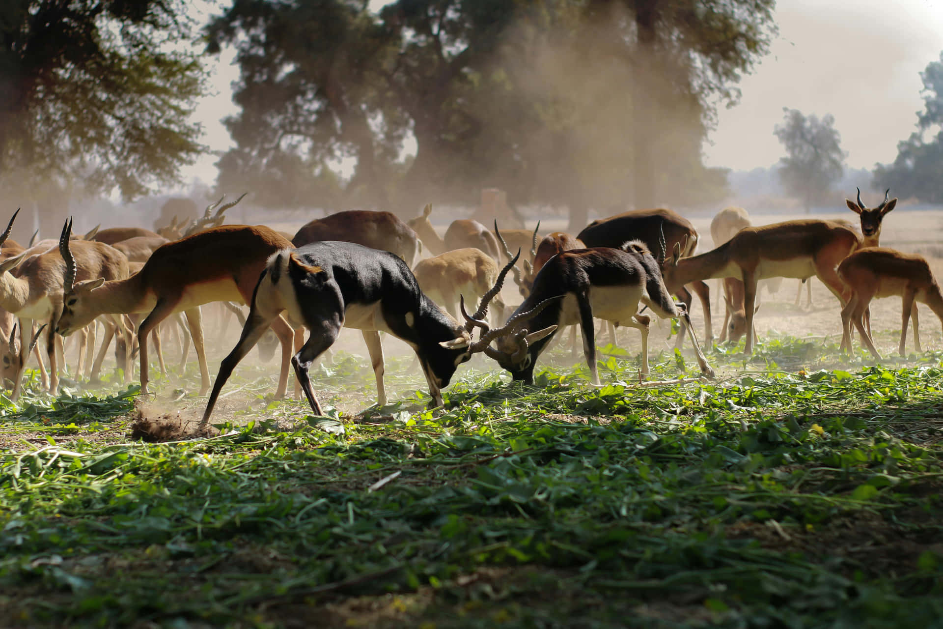 Antelope Herd Dustand Drama Wallpaper