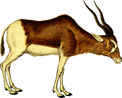 Antelope Illustration Artwork PNG