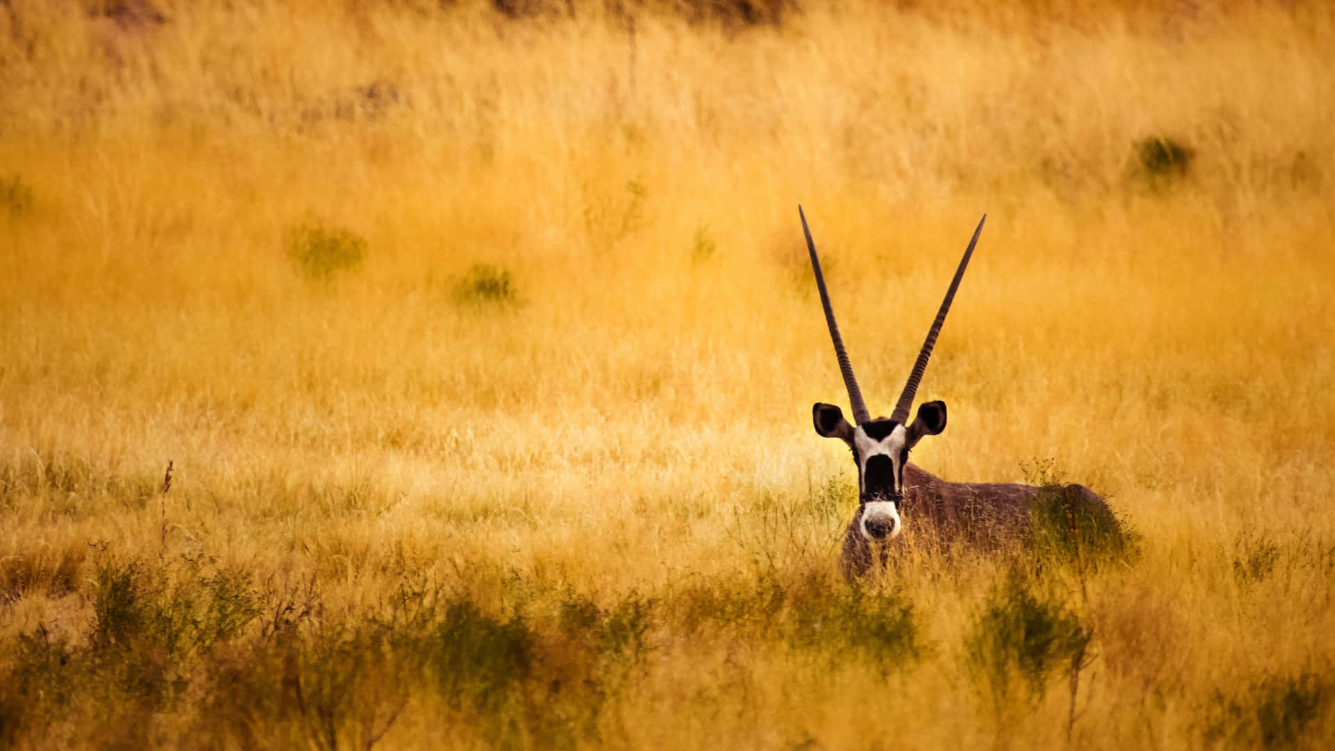 Antelope Peeking Through Grass Wallpaper