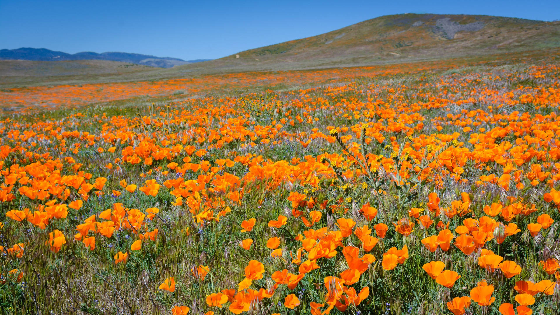 Antelope Valley Poppy Field Wallpaper