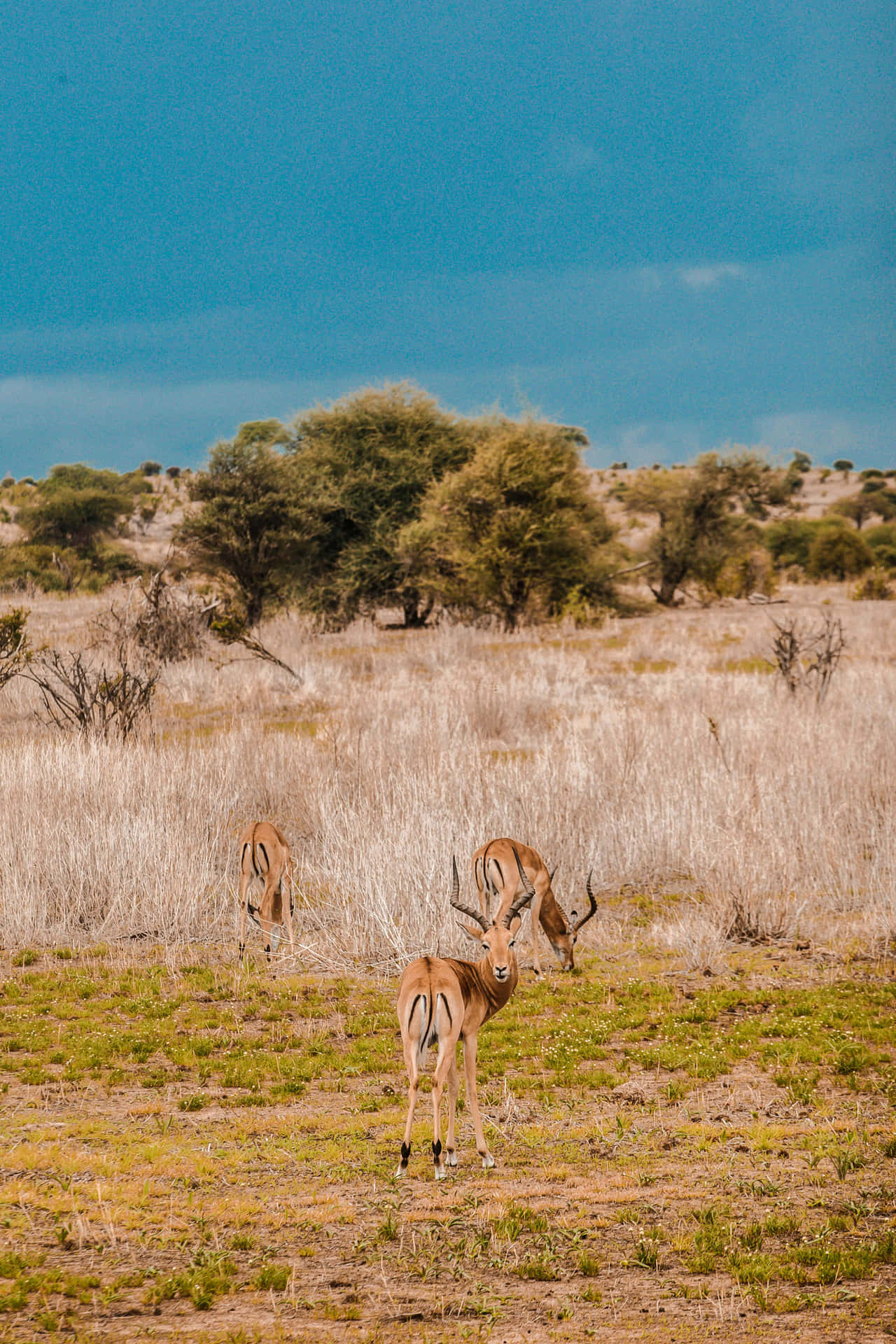 Antelopes_ Grazing_ Savannah.jpg Wallpaper