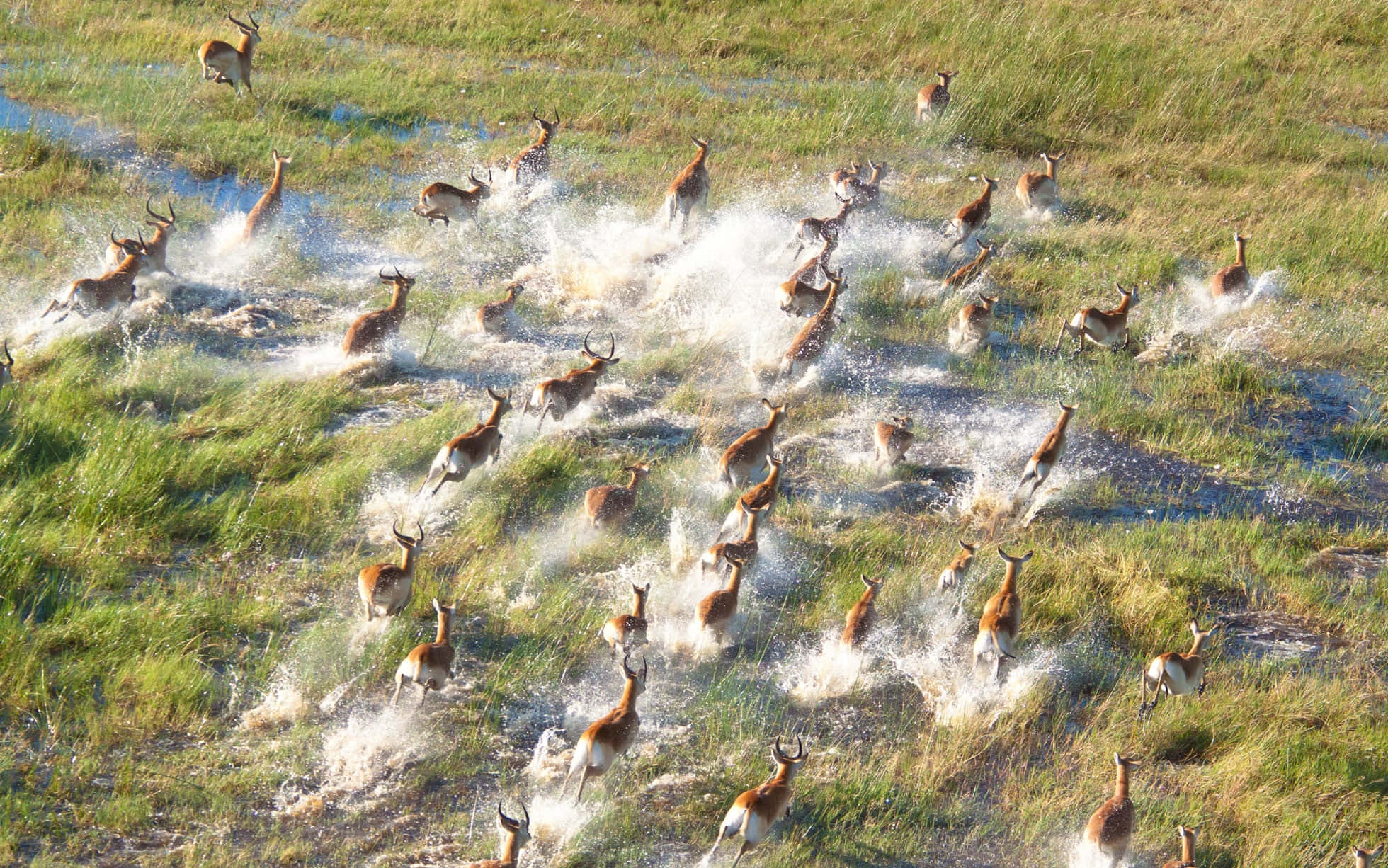 Antelopes Running In The Okavango Delta Wallpaper