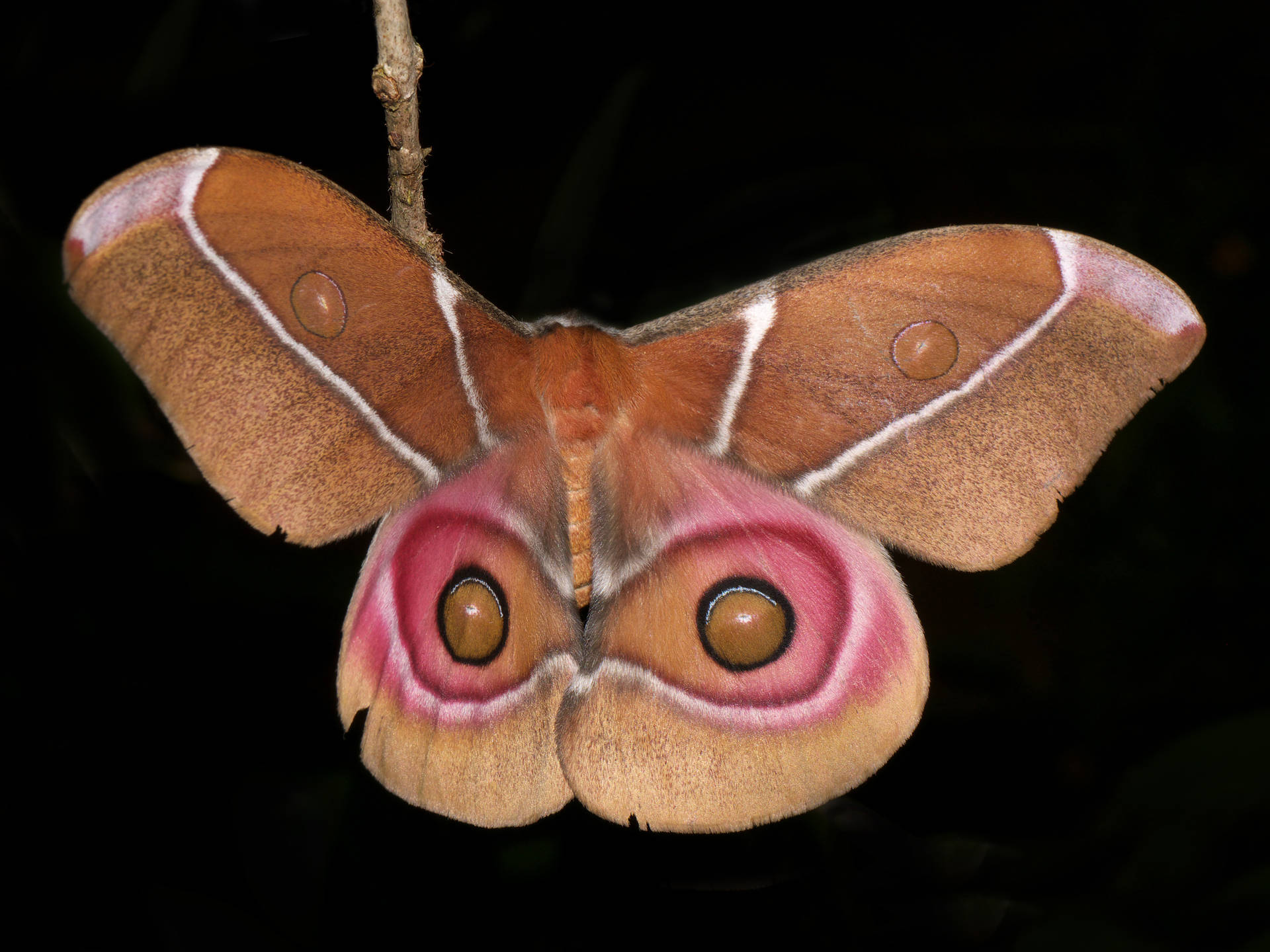 Antherina Suraka Silkmoth Colorful Insect Design Tapetet Wallpaper