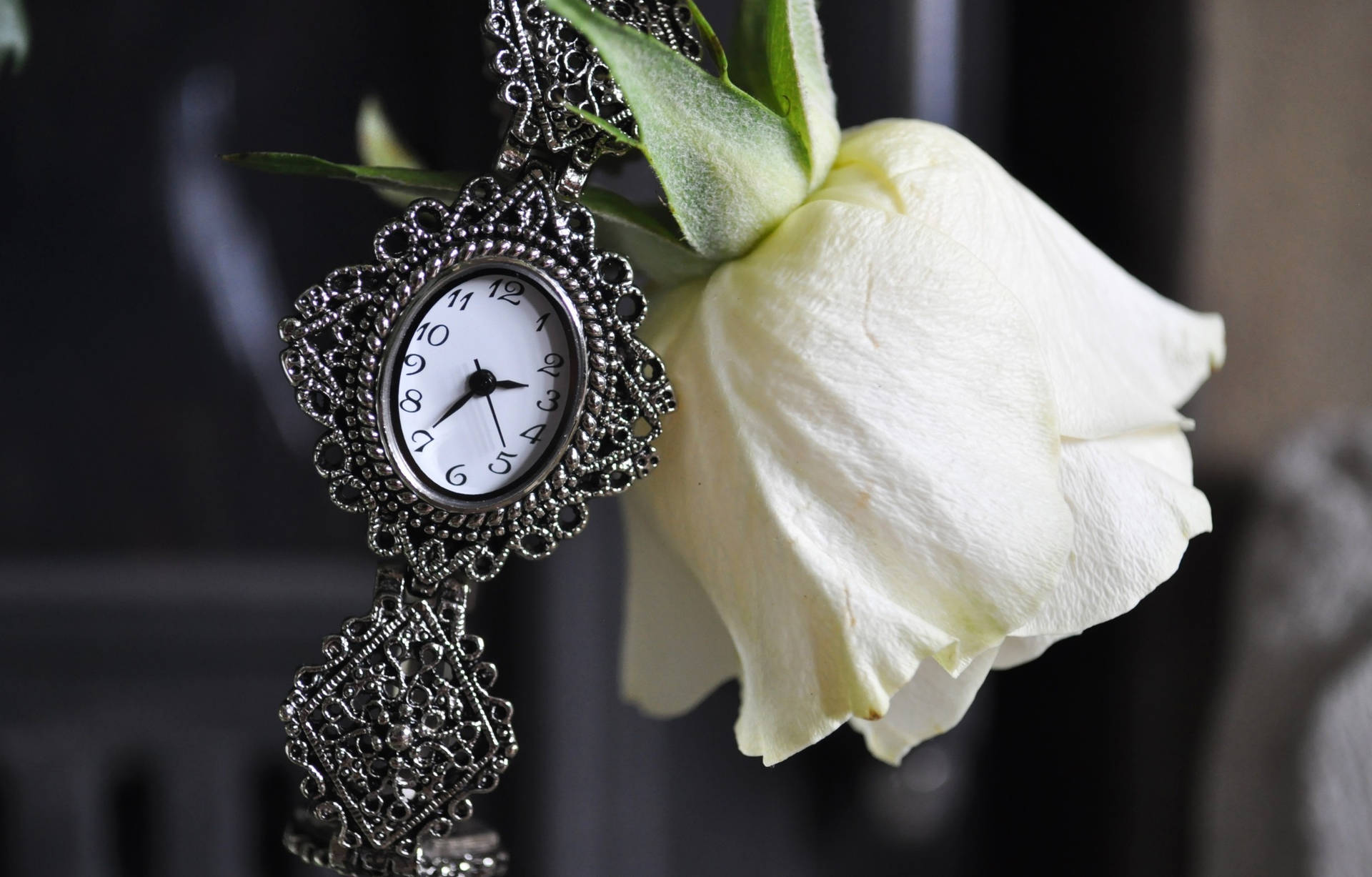 Antique Pocket Watch White Rose Wallpaper