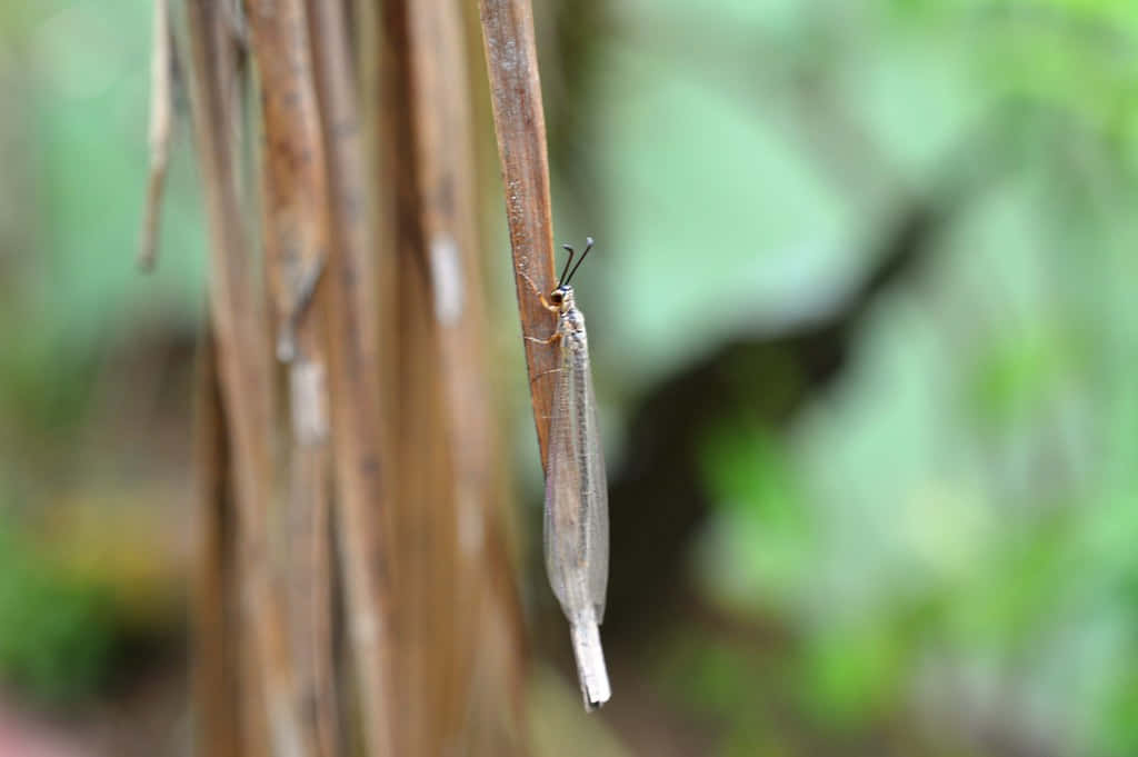 Antlion Adult Camouflagedon Twig Wallpaper