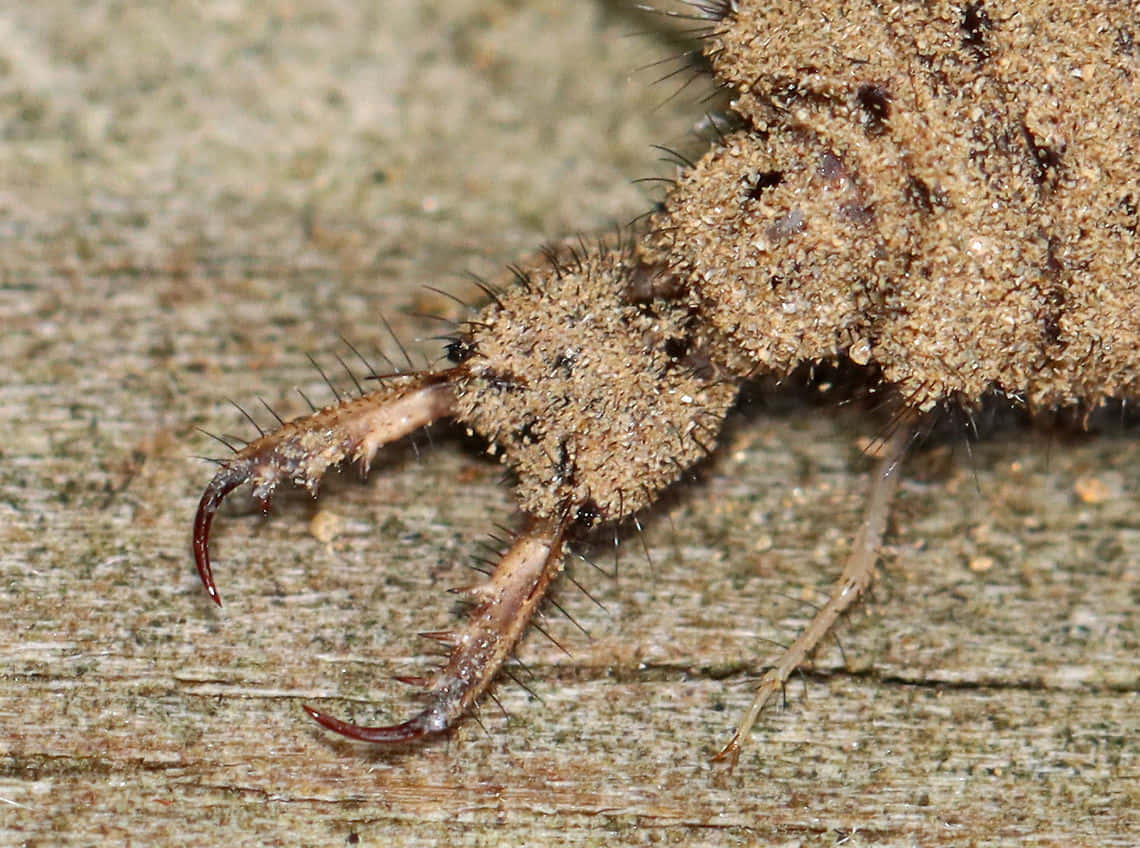 Antlion Close Up Claws Wallpaper