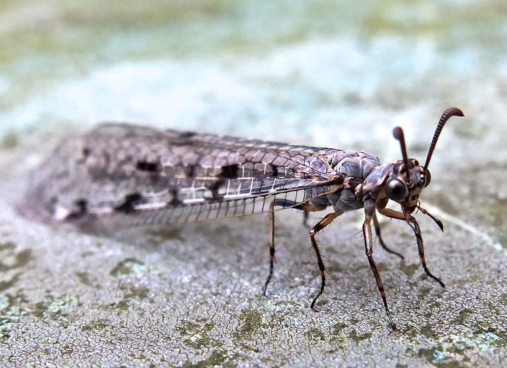 Antlion Insect Close Up Wallpaper