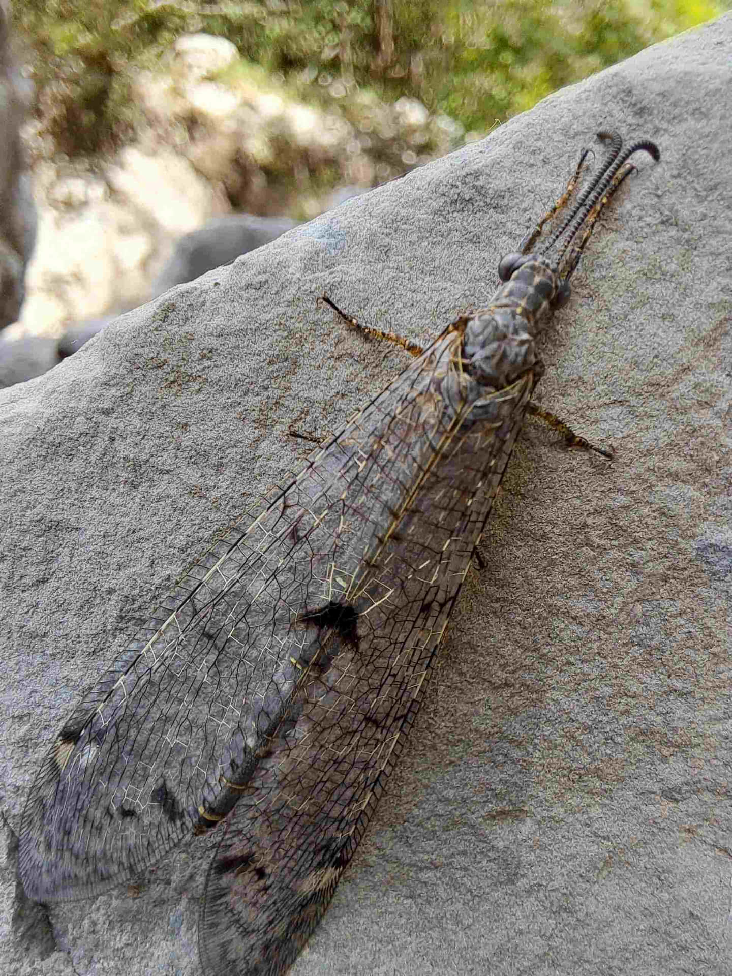 Antlion Insect On Rock Wallpaper