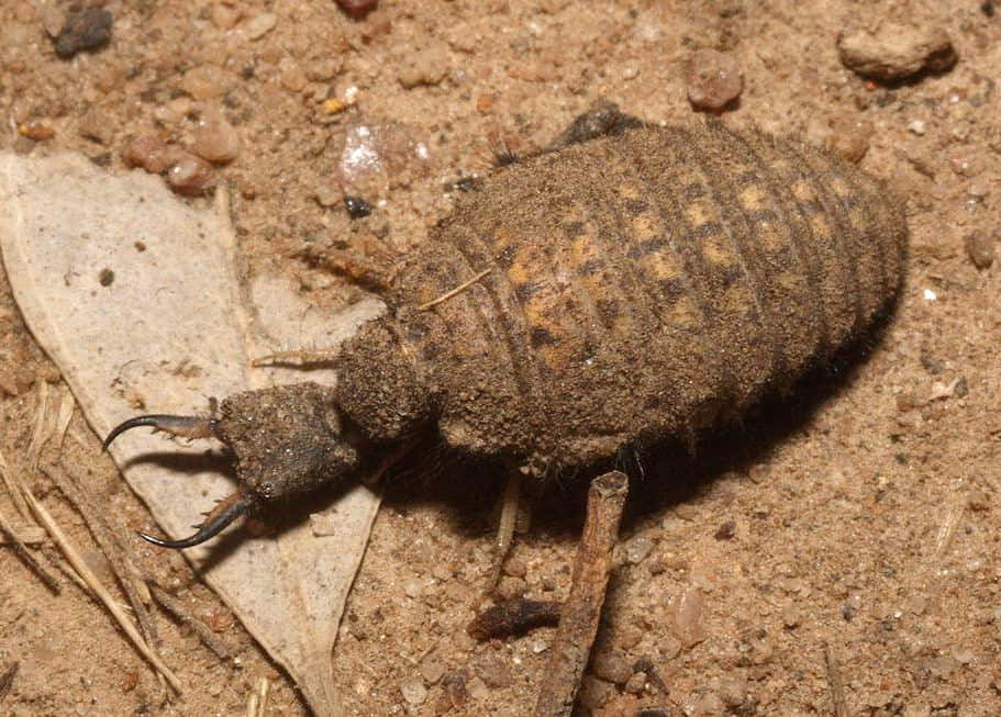 Antlion Insect On Sand.jpg Wallpaper