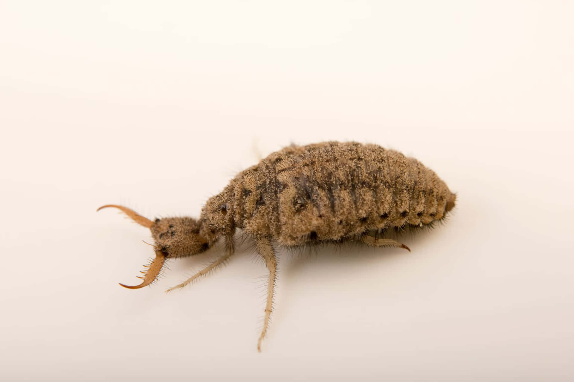 Antlion Insect Profile Wallpaper