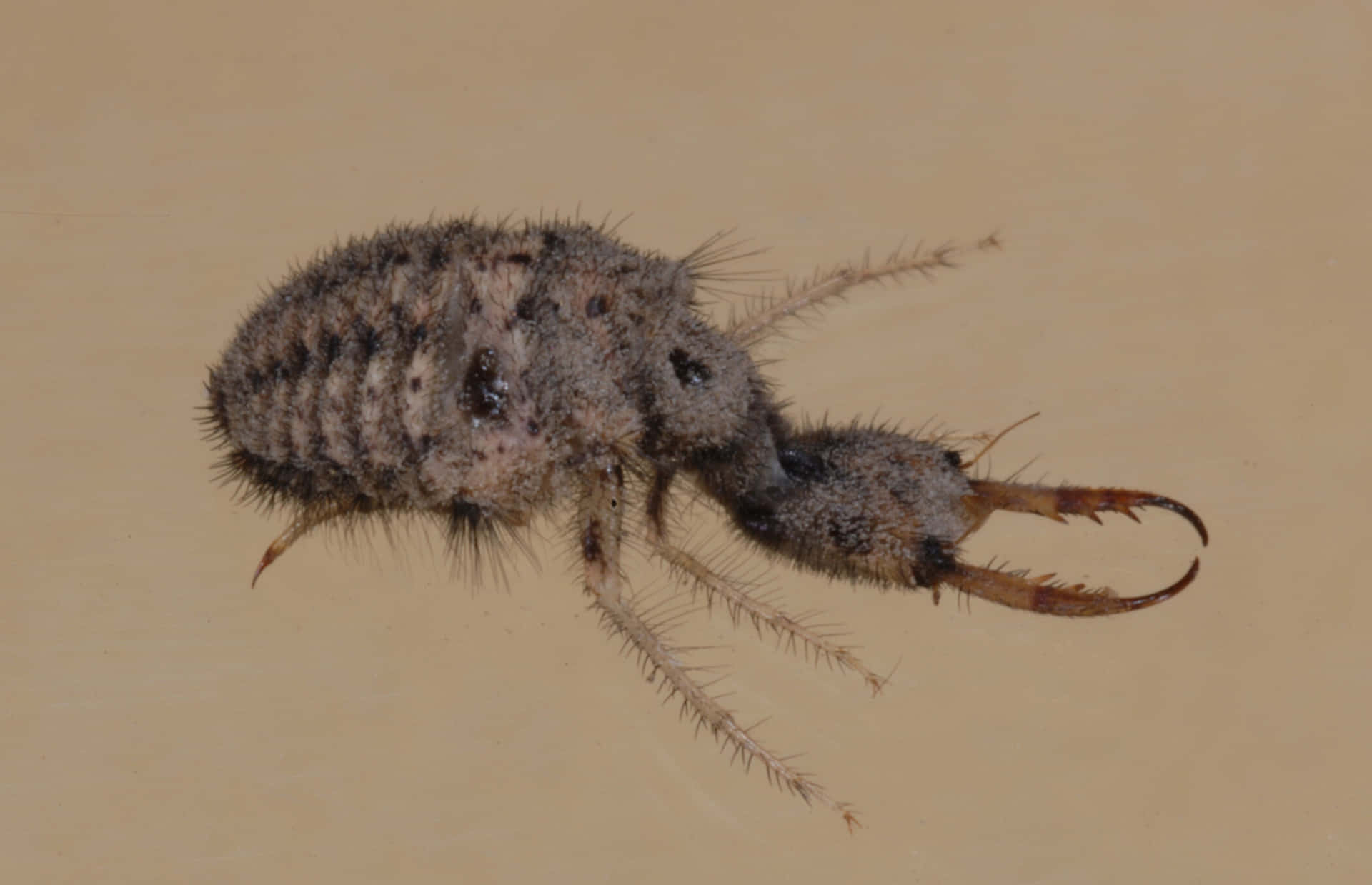 Antlion Larva Closeup Wallpaper