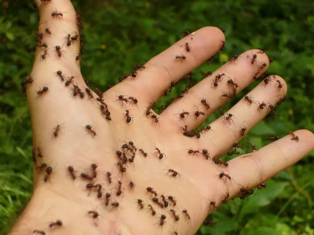Ants Covered Hand Nature Background Wallpaper