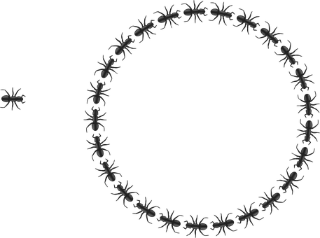 Ants_ Forming_ Circle_on_ Black_ Background PNG