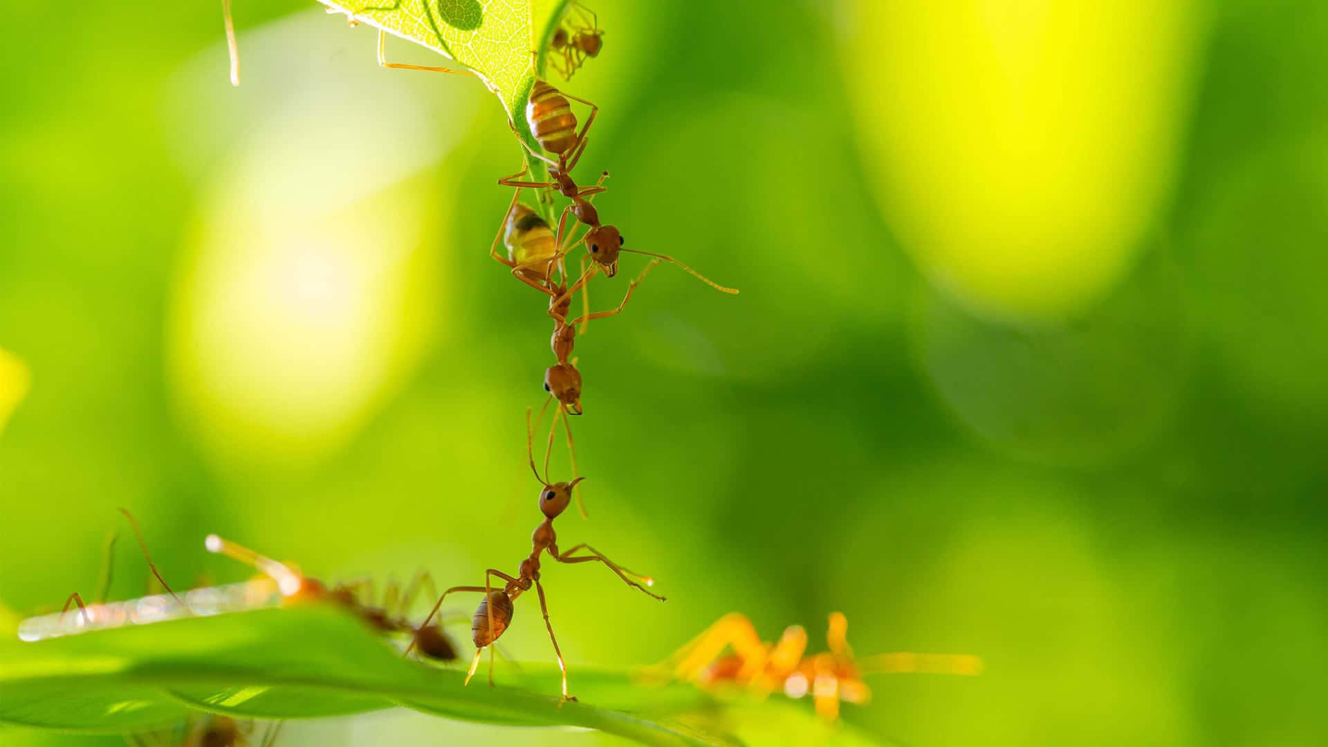 Ants Forming Living Chain Wallpaper