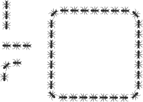 Ants_ Forming_ Rectangle_ Frame PNG