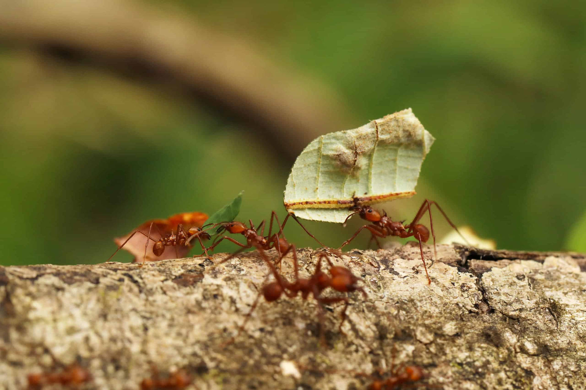 Ants Helping Wallpaper