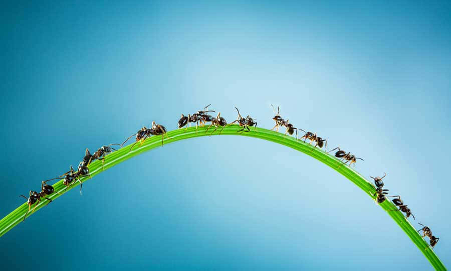 Ants Marchingon Plant Stem Wallpaper