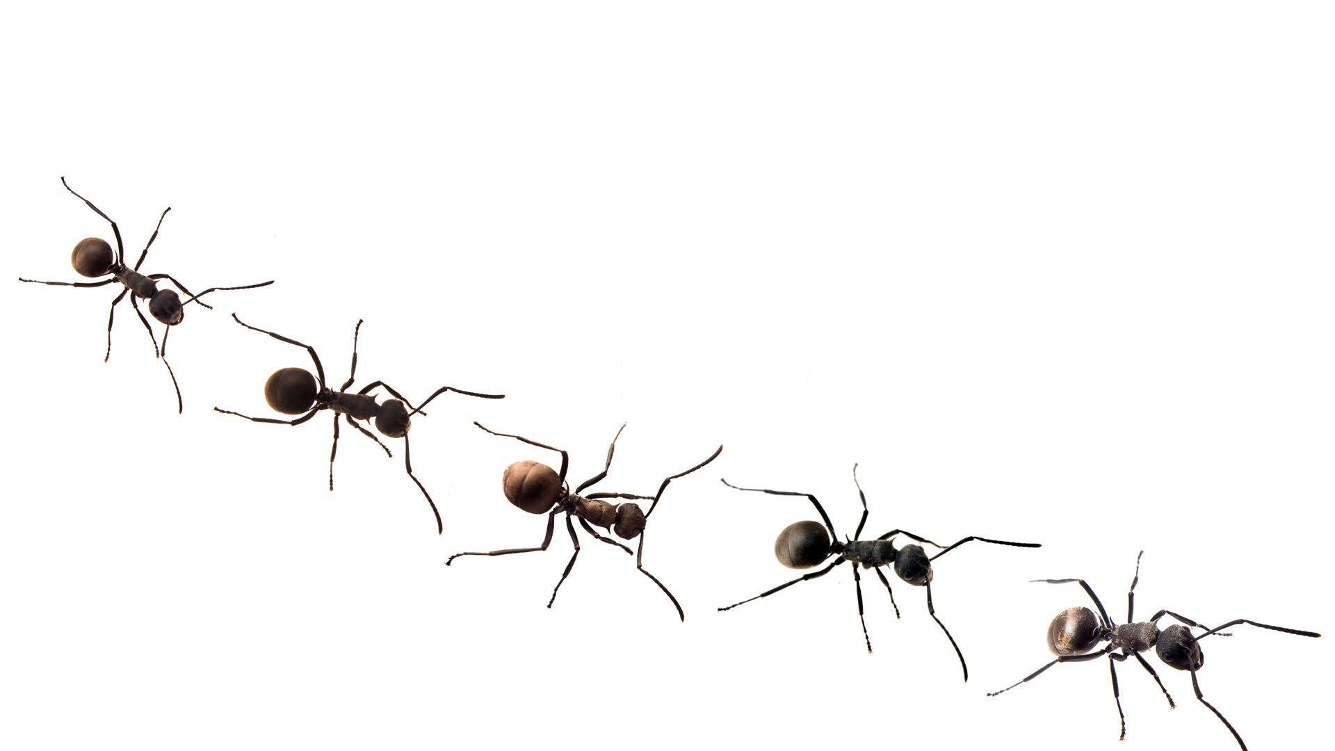 Ants On White Wallpaper