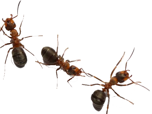 Ants Transparent Background PNG