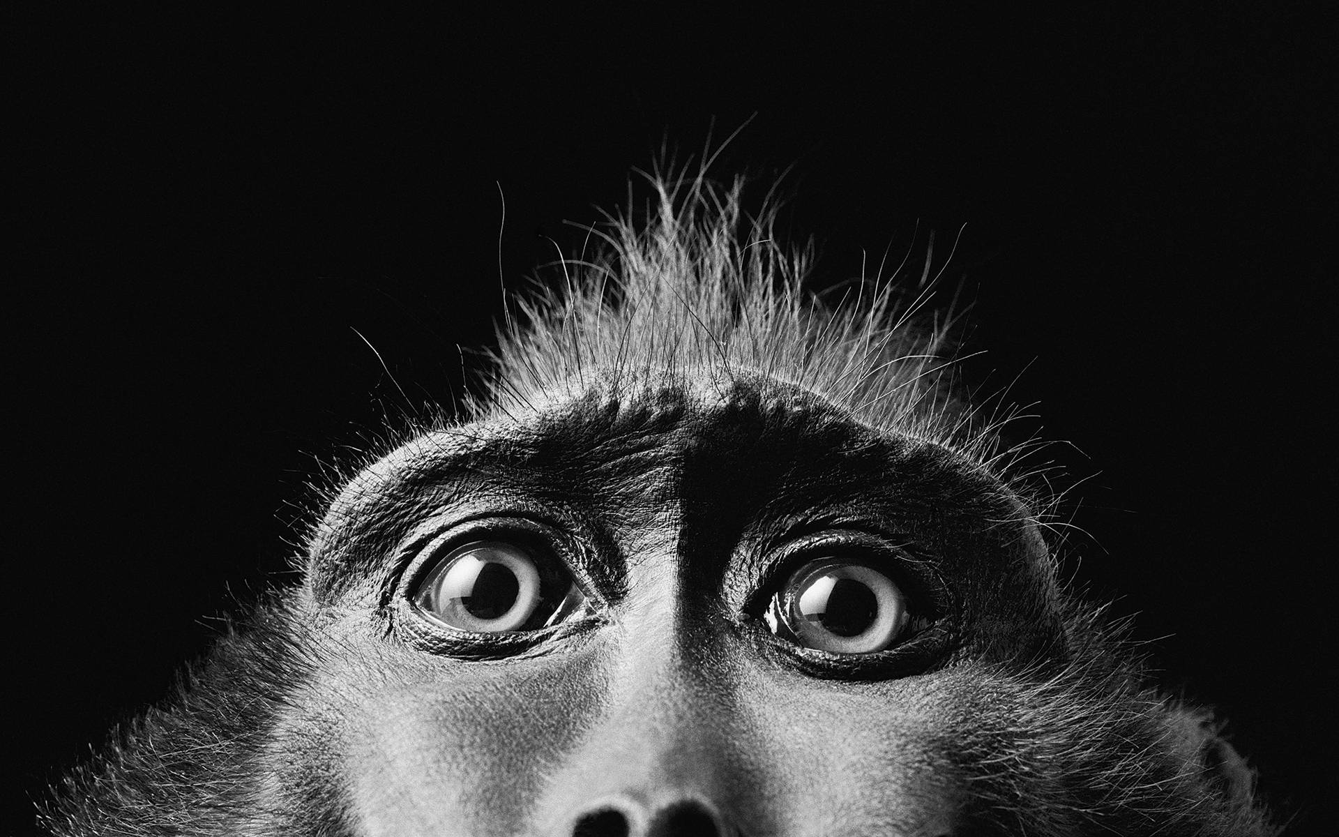 Anxious Eyes Of A Monkey Wallpaper