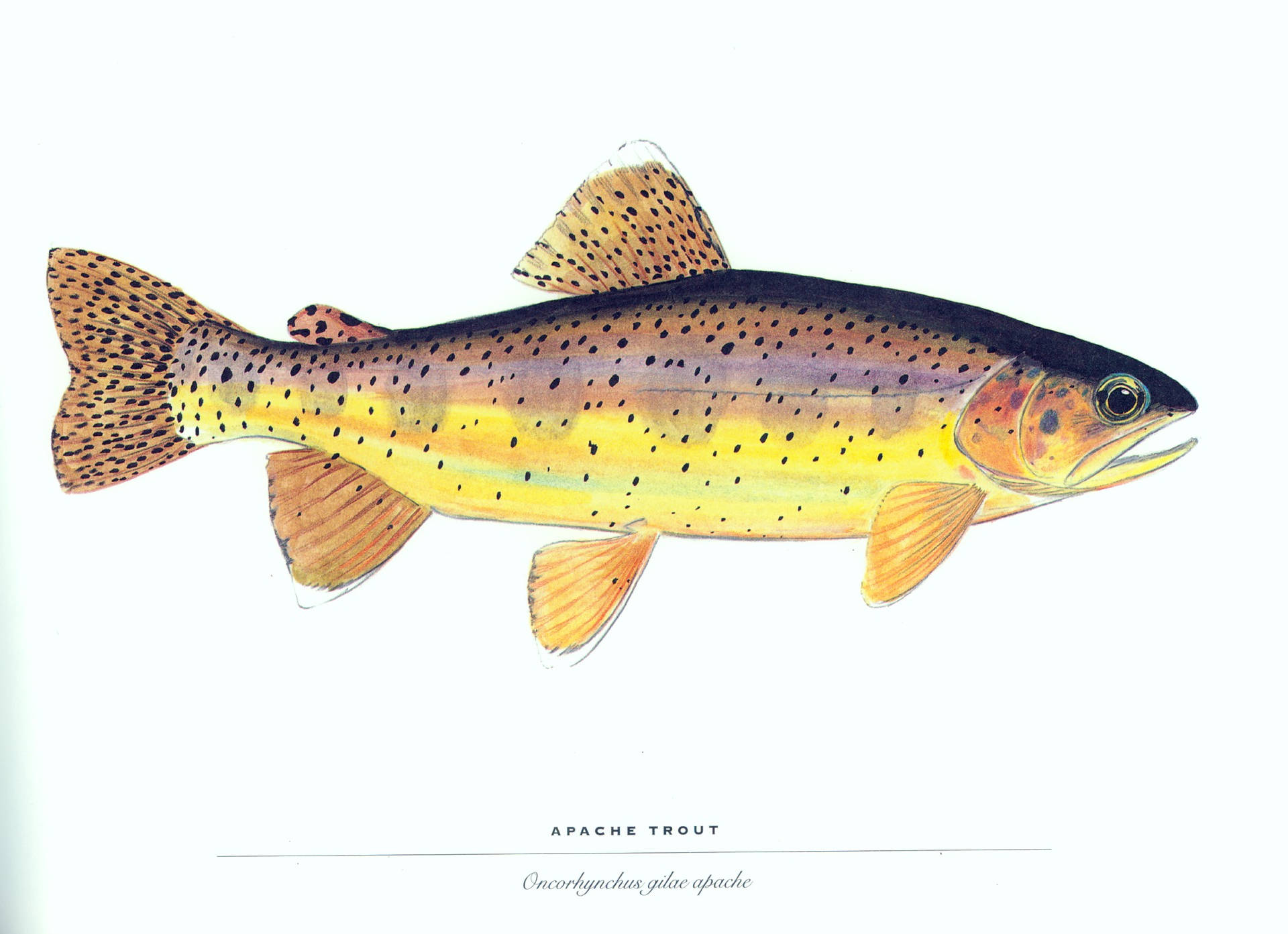 Apacheöring Fisk. Wallpaper