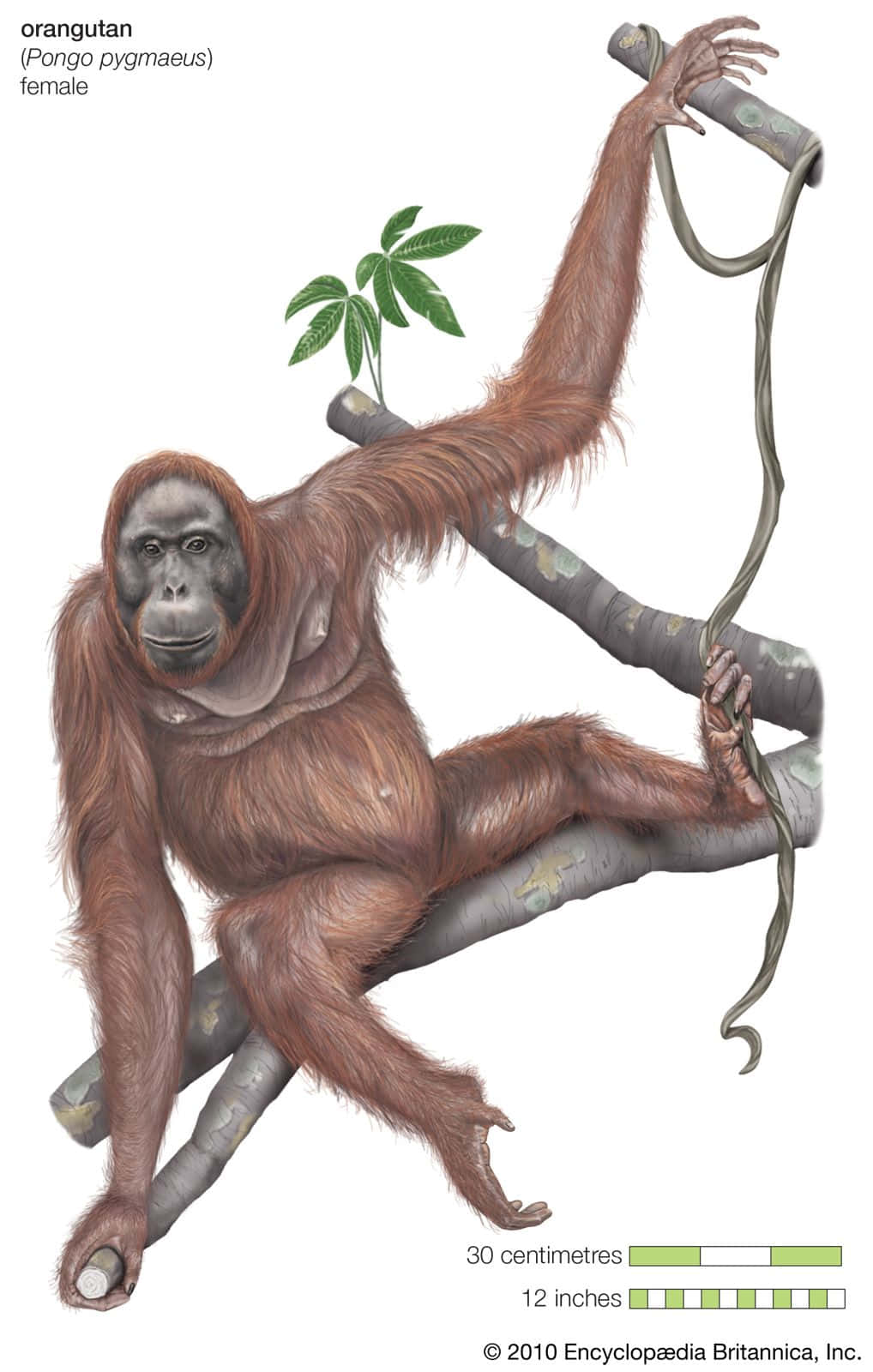 Ape Sitting On Tree Branch