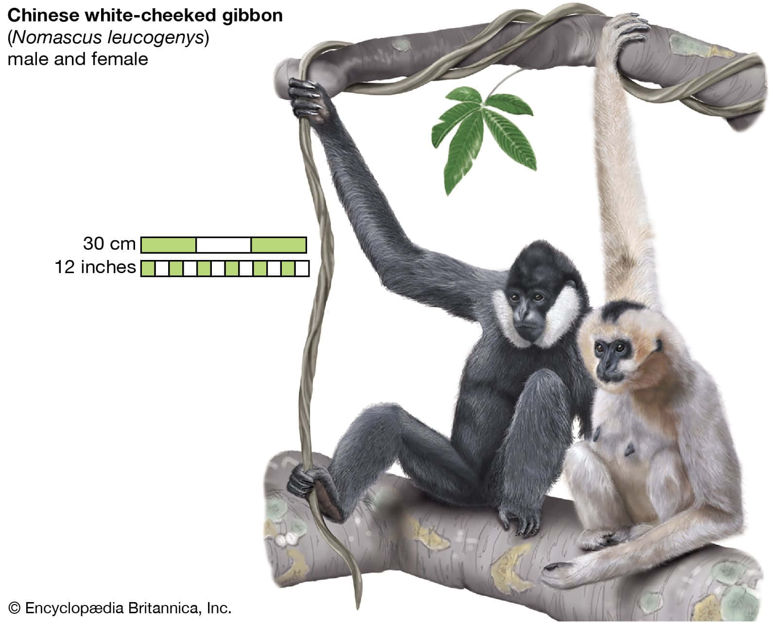 Ape Sitting On Branch Picture