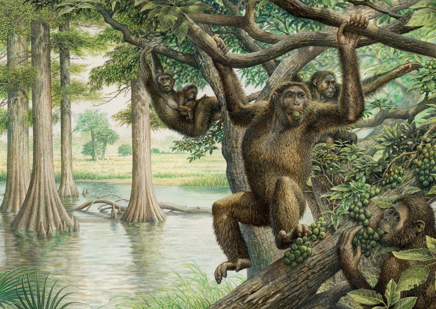 Gruppevon Affen Im Dschungel Gemälde Bild