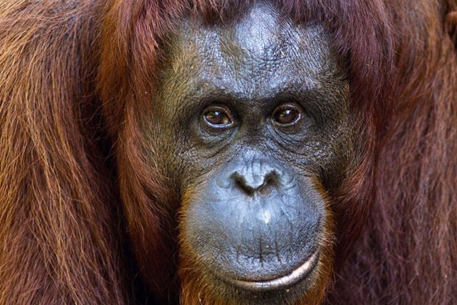 Brown Ape Close Up Picture