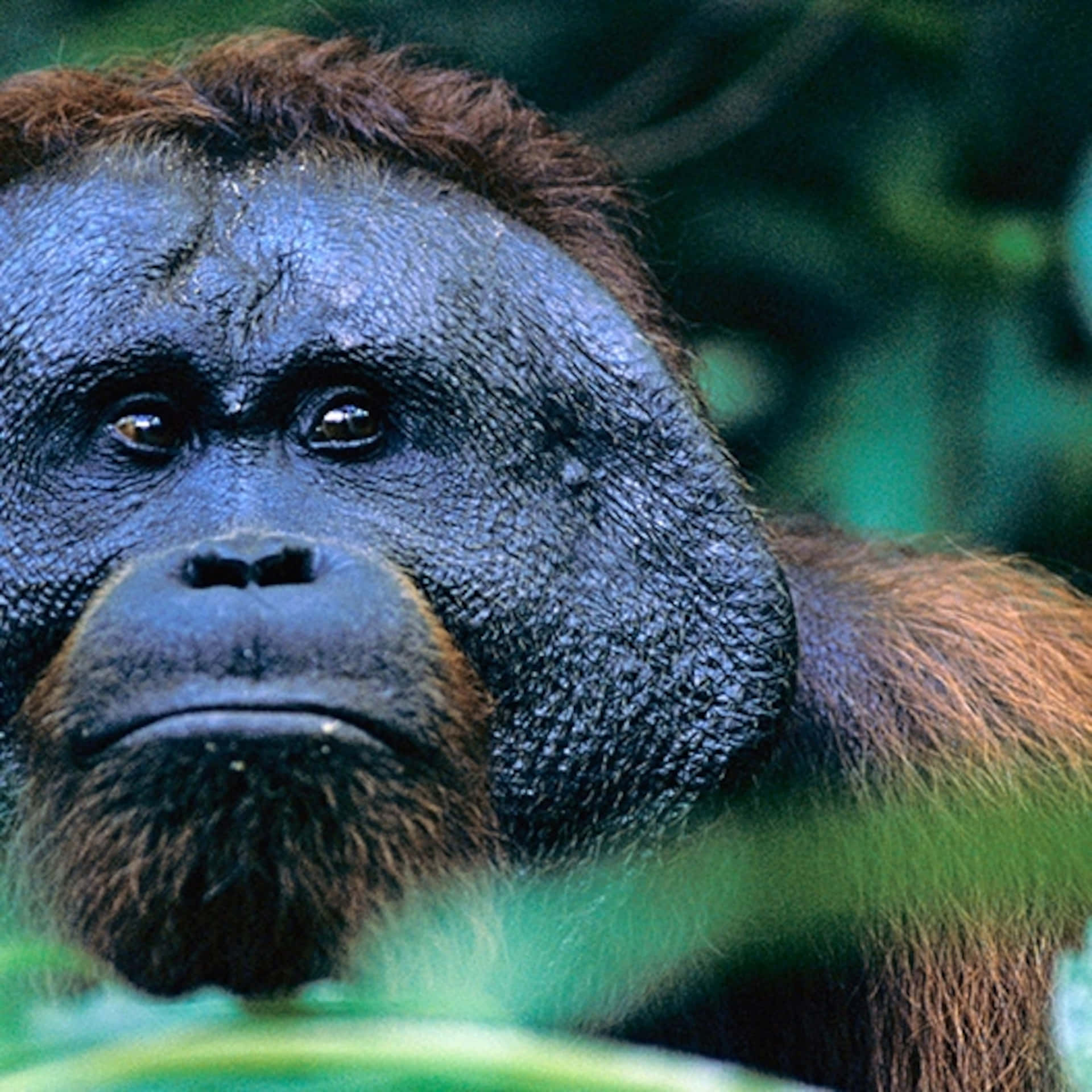 Big Ape In Jungle Picture