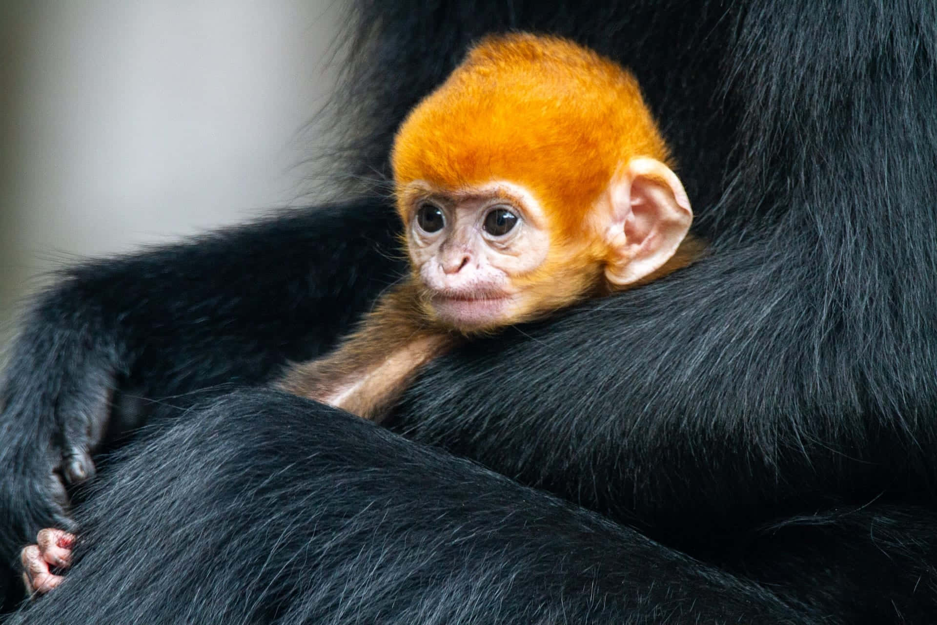 Imagende Un Bebé Mono Con Su Madre