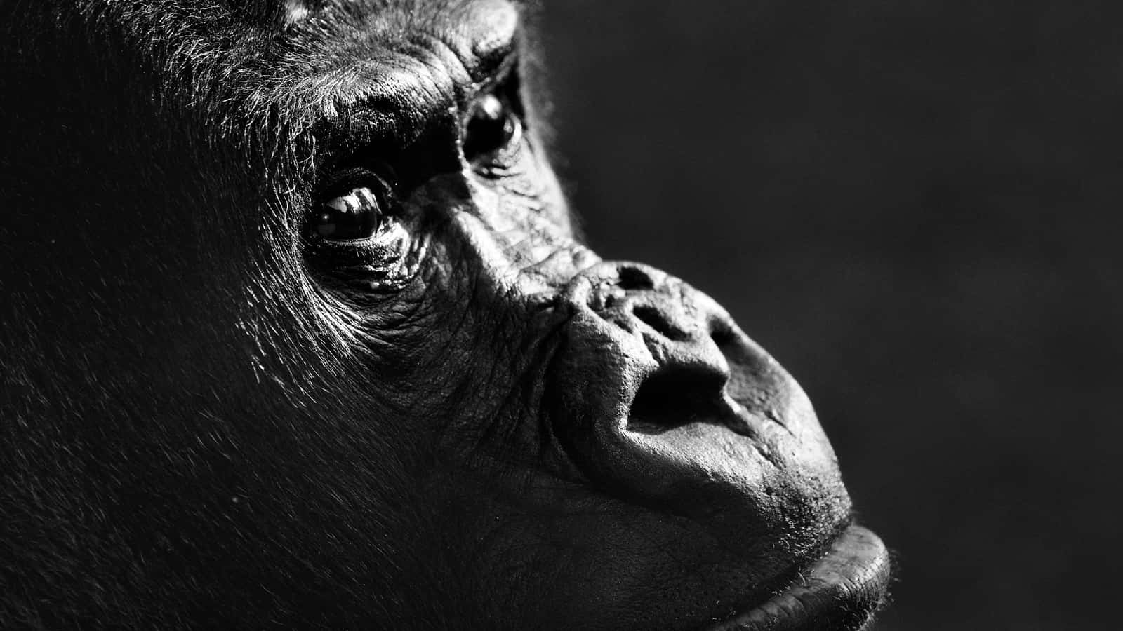 Schwarzweißes Affenbild