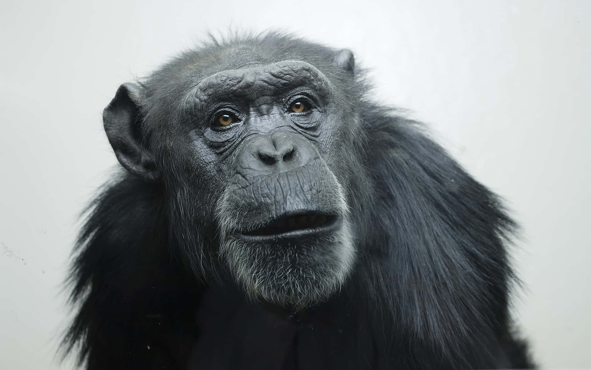 Cute Black Ape Close Up Picture