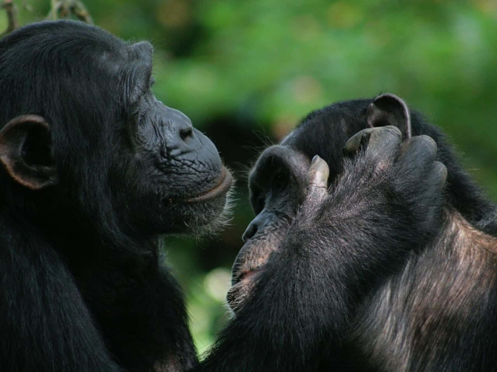 Cute Ape Cleaning Ears Picture